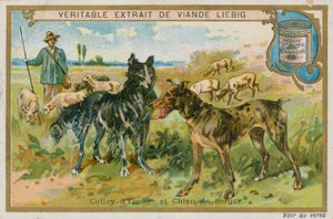 Border Collie e Cane da pastore da French School