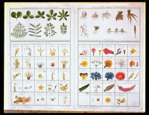 Tavola botanica dopo Carl von Linne (1707-78) e Joseph Pitton de Tournefort (1656-1708), fine XVIII secolo da French School