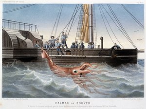 Calamaro Bouyer - in "Le monde de la mer" di Alfred Fredol, Hachette, Parigi
