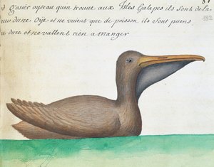 Pellicano bruno (Pelecanus occidentalis), Isole Galapagos, acquerello dal diario di bordo di Jacques Gouin de Beauchesne, capitano della Compagnie royale de la Mer du Sud, dal 1698 al 1701, Francia da French School