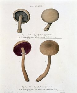 Fungo a strati marroni - in "Trattato dei funghi" di Jean Jacques Paulet, fine XVIII secolo