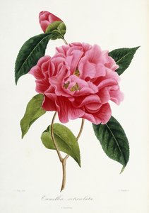 Camellia reticulata, 1839-1943 da French School