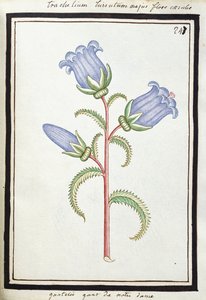 Campanula Trachelium da French School