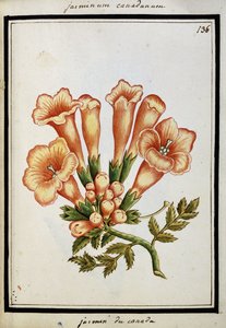 Gelsomino canadese, c.1700 da French School