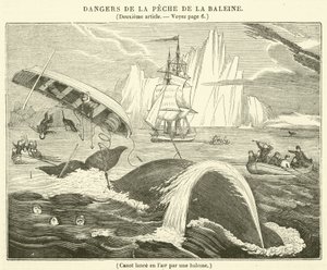 Canoa lanciata in aria da una balena (incisione)
