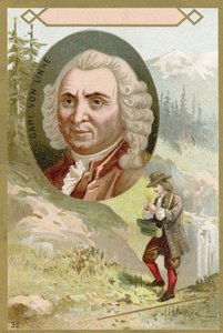 Carl Linnaeus, botanico e zoologo svedese