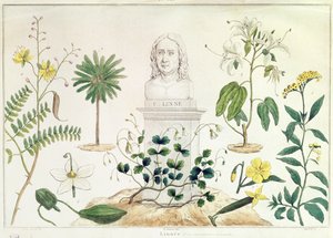 Carolus Linnaeus (1707-78) circondato da alcune delle piante che ha classificato (incisione a colori) da French School