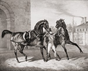 Cavalli da Carrozza per il Re d
