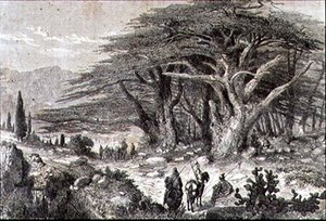 Cedri del Libano