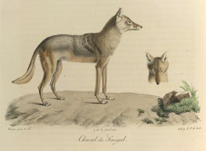 Chacal du Sénégal, uno sciacallo del Senegal, da Histoire Naturelle des Mammifères da French School