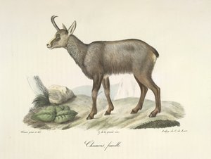 Camoscio, femmina, da Histoire Naturelle des Mammifères da French School