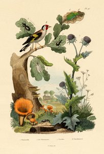Gallinaccio da French School