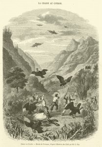 Caccia al Condor da French School