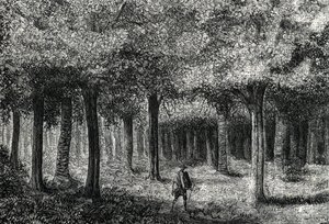 Foresta di alberi di cinchona che produce corteccia di cinchona per il trattamento della malaria, Perù, 1888 da French School