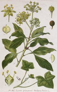 Edera rampicante