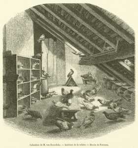Colombaia di M. van Roosebeke, Interno della voliera da French School