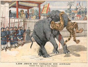 Combattimento tra una tigre e un elefante