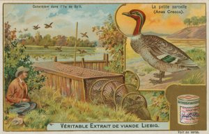 Alzavola comune; cattura delle anatre da French School
