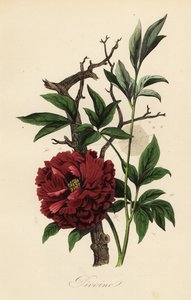Peonia comune, Paeonia officinalis, con ragnatela da French School