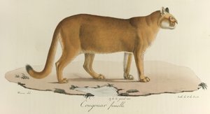 Cougouar femmina, da 
