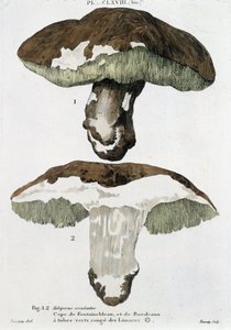 Cèpe di Fontainebleau e di Bordeaux - in "Trattato dei funghi" di Jean Jacques Paulet da French School