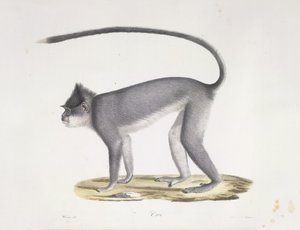Croo. Una scimmia, da Histoire Naturelle des Mammifères (litografia a colori) da French School