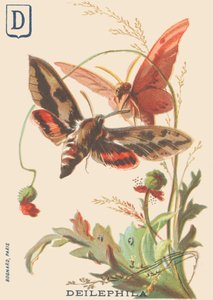 D: Deilephila (Deilephila elpenor o Grande sfinge della vite) da French School