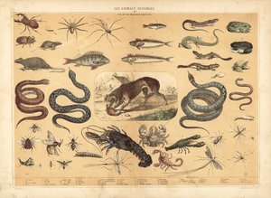 Animali Pericolosi da French School