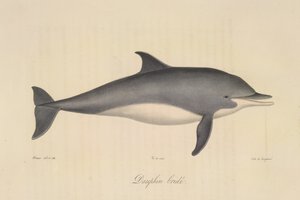 Delfino bridato, da Histoire Naturelle des Mammifères (litografia a colori) da French School