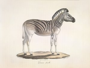 Dauw femmina. La zebra quagga striata, o zebra di Burchell, del Sud Africa (Asinus Burchellii), da Histoire Naturelle des Mammifères