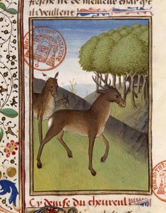 Cervo e cervi - in 