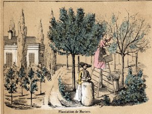Descrizione della coltivazione e dei prodotti della seta: piantagione di gelsi. Tavola 