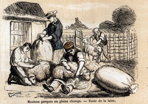 Descrizione dei vari usi e prodotti della pecora: tosatura delle pecore. Tavola 