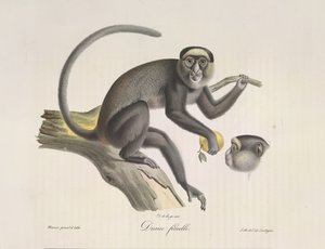 Diane femelle, una scimmia femmina, da Histoire Naturelle des Mammifères