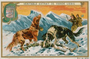 Cani del Sempione e del Mont St Bernard