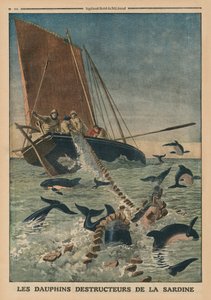Delfini che distruggono sardine, illustrazione di copertina da 
