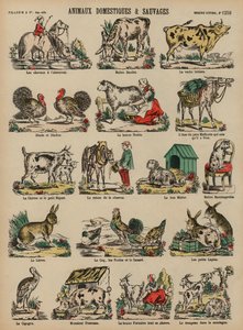 Animali domestici e selvatici da French School