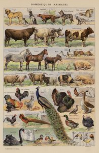 Domestici, Animali da French School