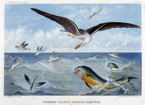 Doradi, pesci volanti, albatros - in "Le Monde de la Mer" di Alfred Fredol. ed. Parigi, Hachette da French School