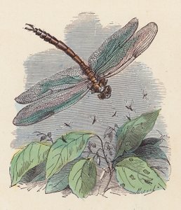 Libellula
