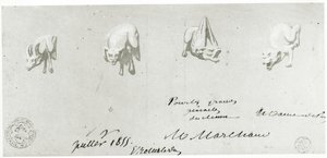 Disegno per il restauro delle gargolle di Notre Dame, 1855