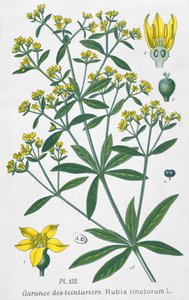 Robbia (Rubia Tinctorum) da French School