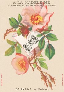 E: Eglantine - Poesia