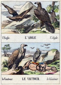 Aquila e avvoltoio