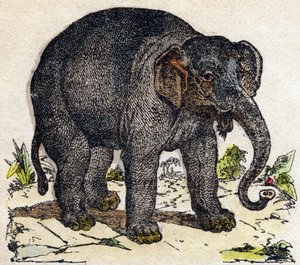 Elefante. Incisione in "Alfabeto degli animali selvatici". 9a Serie. Immagini di Epinal, Pellerin, stampatore-editore, circa 1870. Incisioni su legno, stencil. 16 pagine. Dim: 20 x 15 cm. Collezione Privata