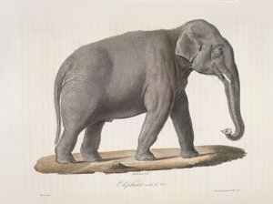 Elefante maschio asiatico, da 