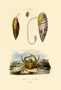 Granchio smeraldo