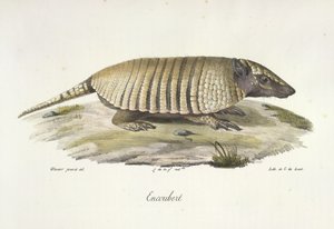 Encoubert, Armadillo, da 
