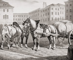 Cavalli da Fattoria Inglesi, 1823
