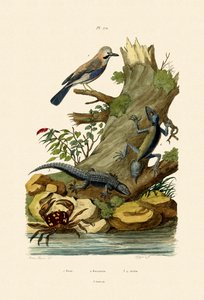 Ghiandaia eurasiatica da French School